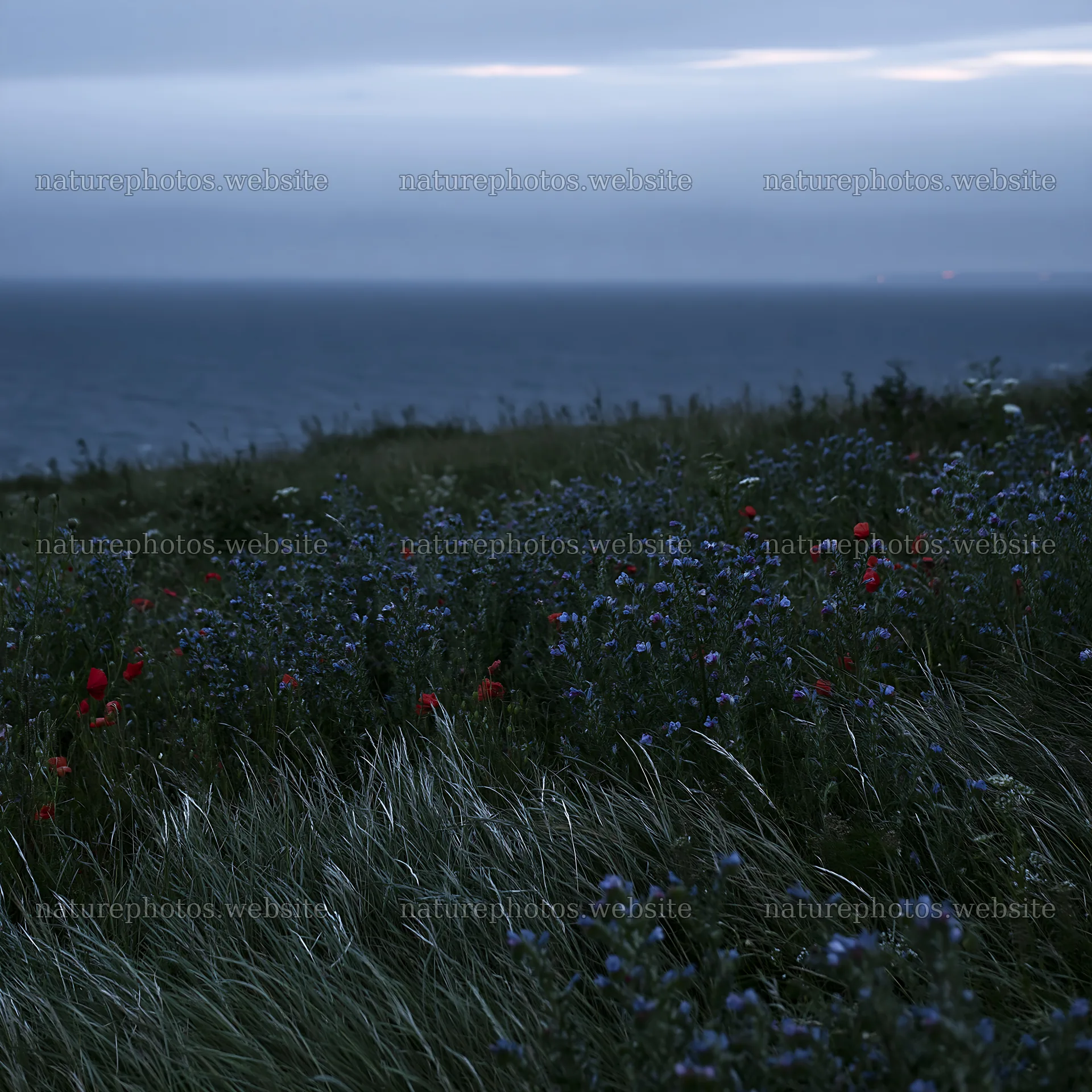 Poppy viper's-bugloss meadow near the shoreline at dusk – nature photos 7938x7938