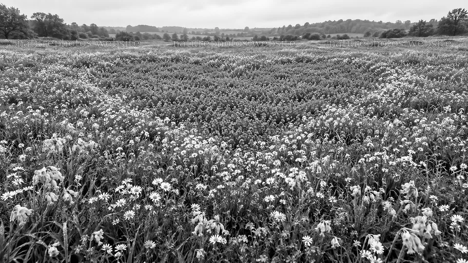 Wildflower Meadow in Black and White – nature photos 10324x5812
