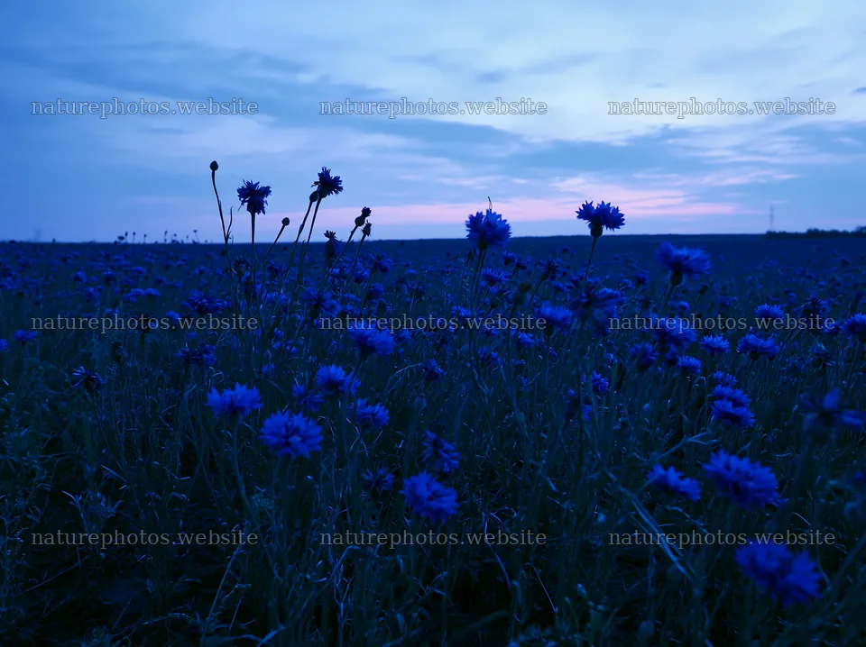 Cornflower meadow at dusk with bright blue flowers – nature photos 9174x6866