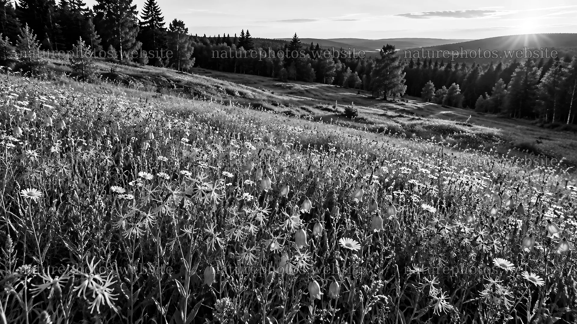 Rim-Lit Forest Clearing in Monochrome – nature photos 10324x5812