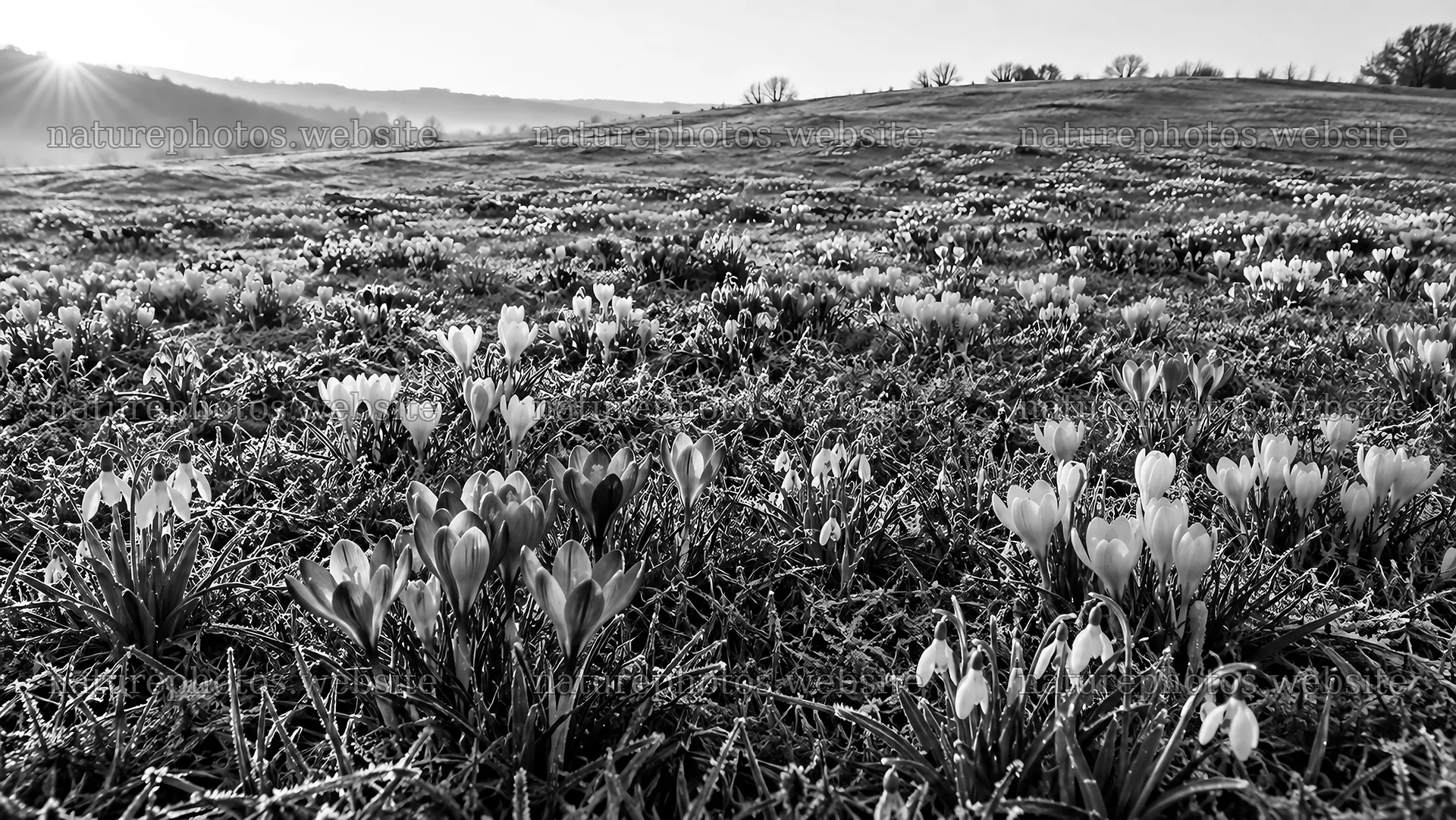 Spring flowers on a rolling hillside in monochrome – nature photos 10324x5812