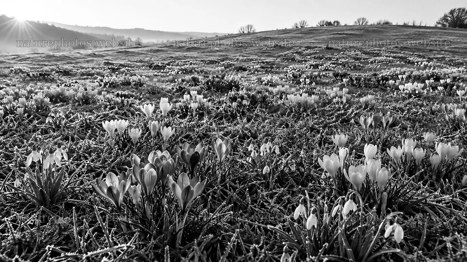Spring flowers on a rolling hillside in monochrome – nature photos 10324x5812
