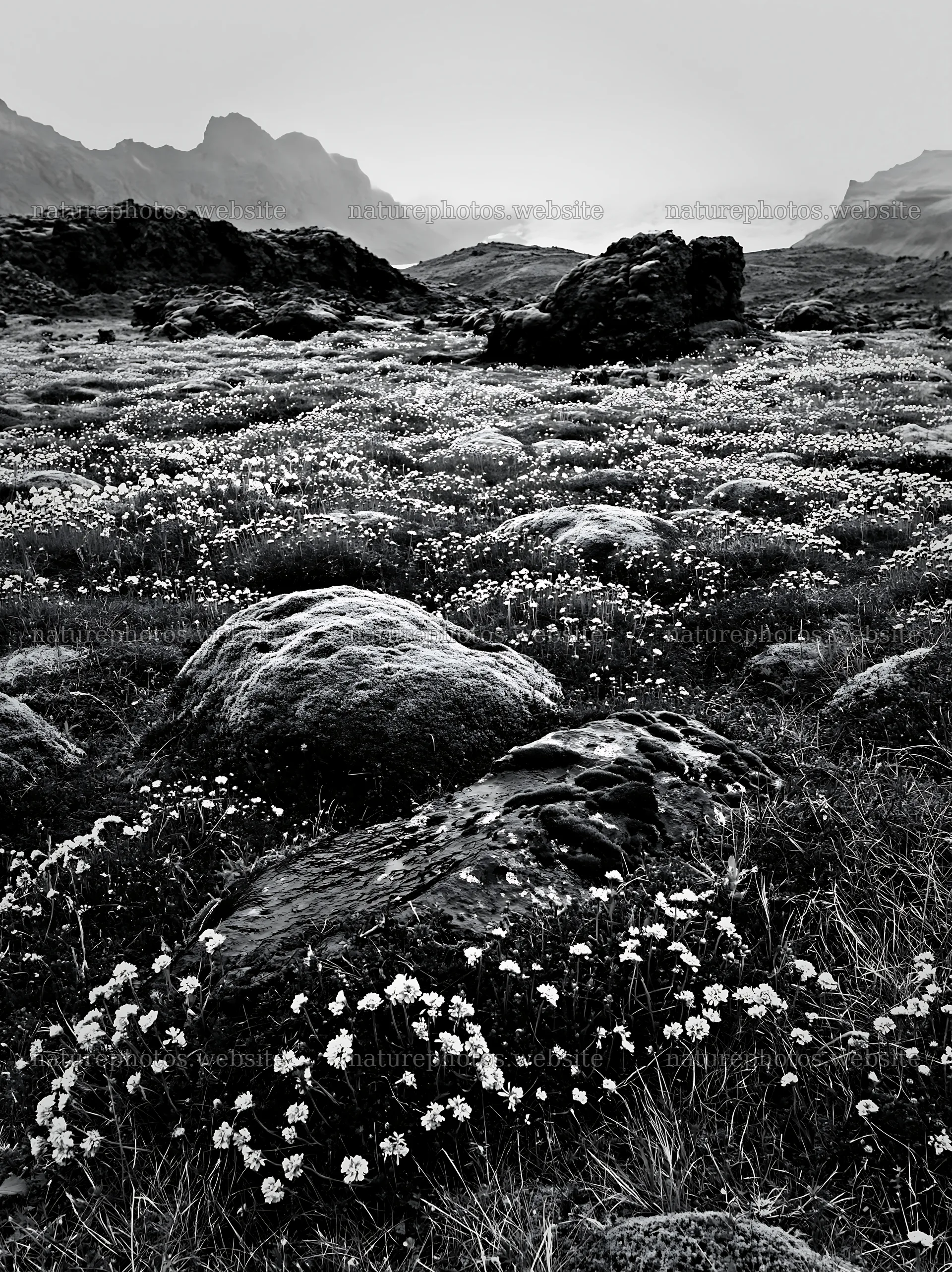 Boulders in a meadow with flowers under a cloudy sky – nature photos 6866x9174