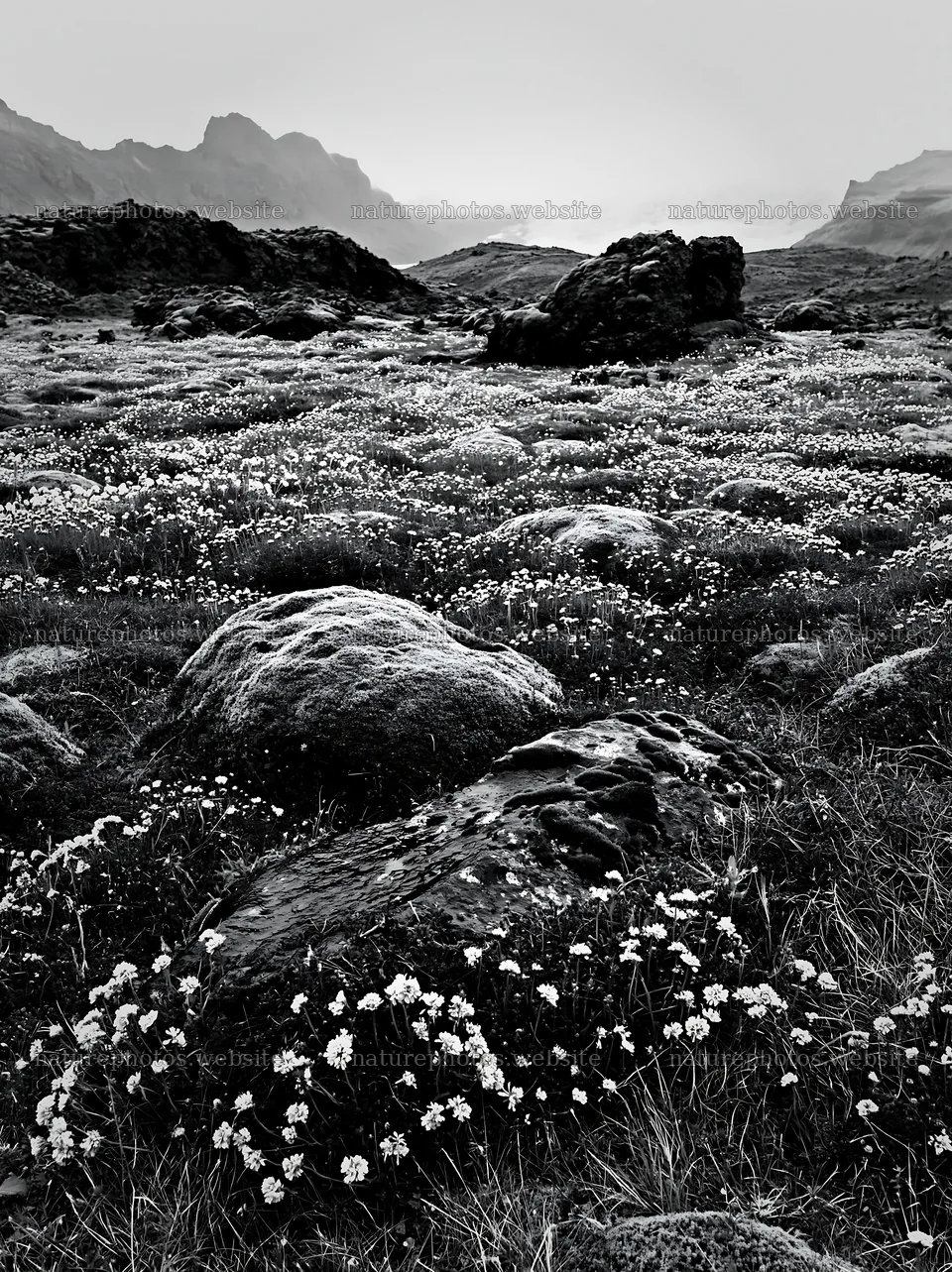 Boulders in a meadow with flowers under a cloudy sky – nature photos 6866x9174