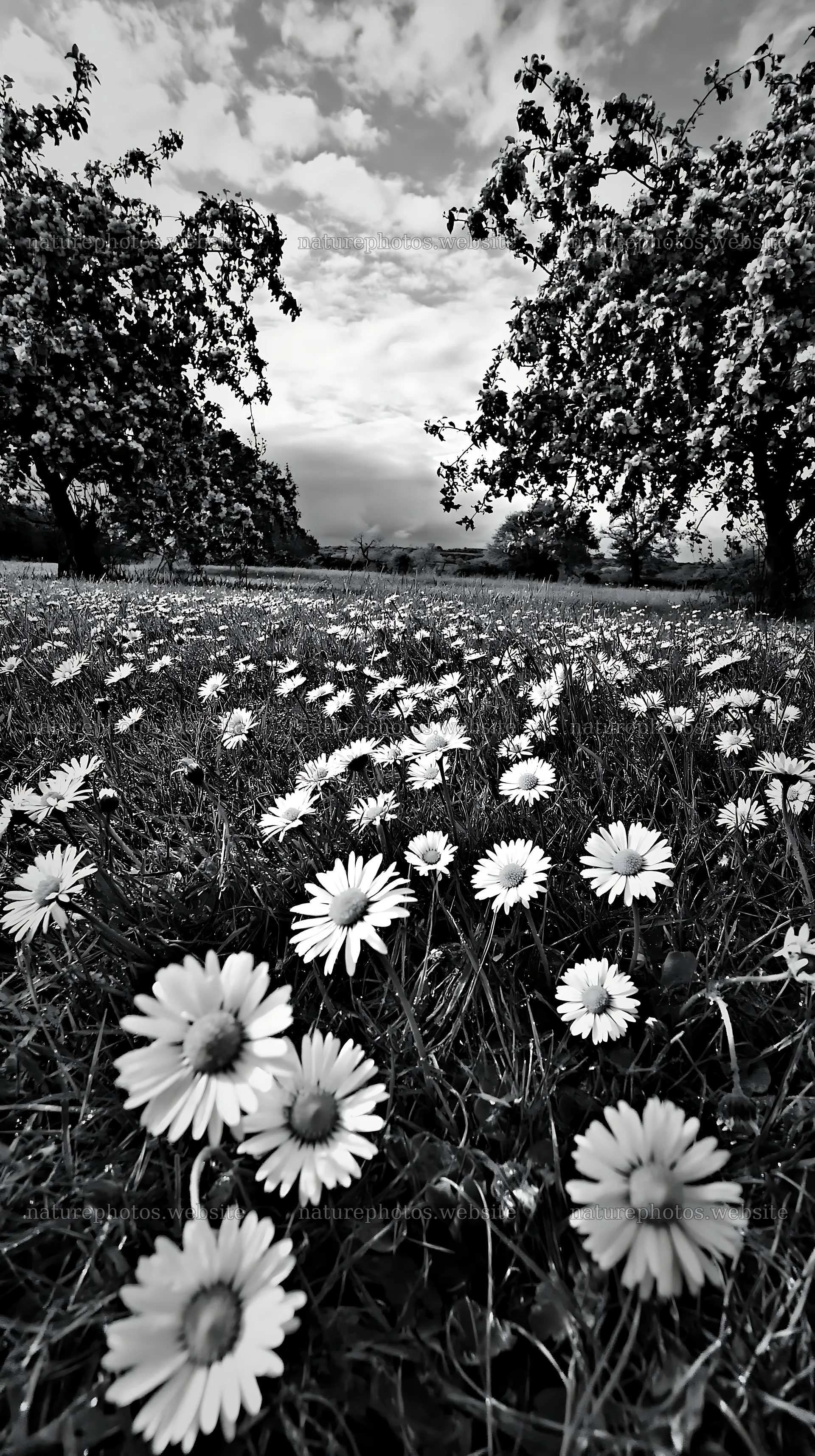 Daisies blooming in an apple meadow on a cloudy day – nature photos 5938x10608
