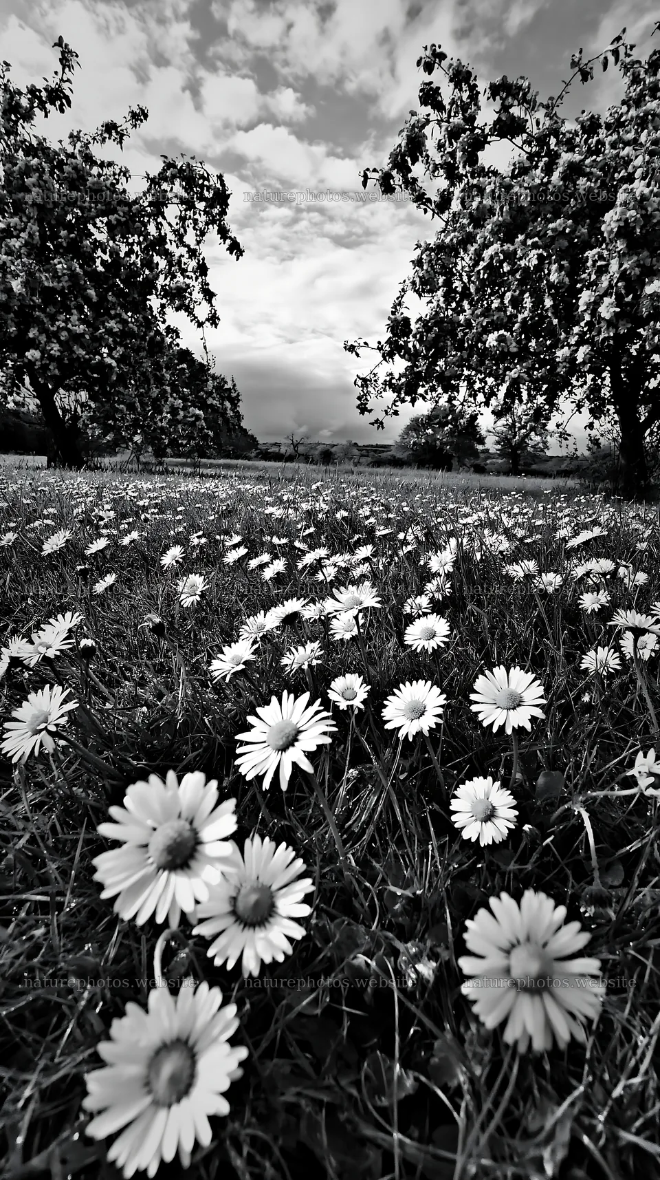 Daisies blooming in an apple meadow on a cloudy day – nature photos 5938x10608