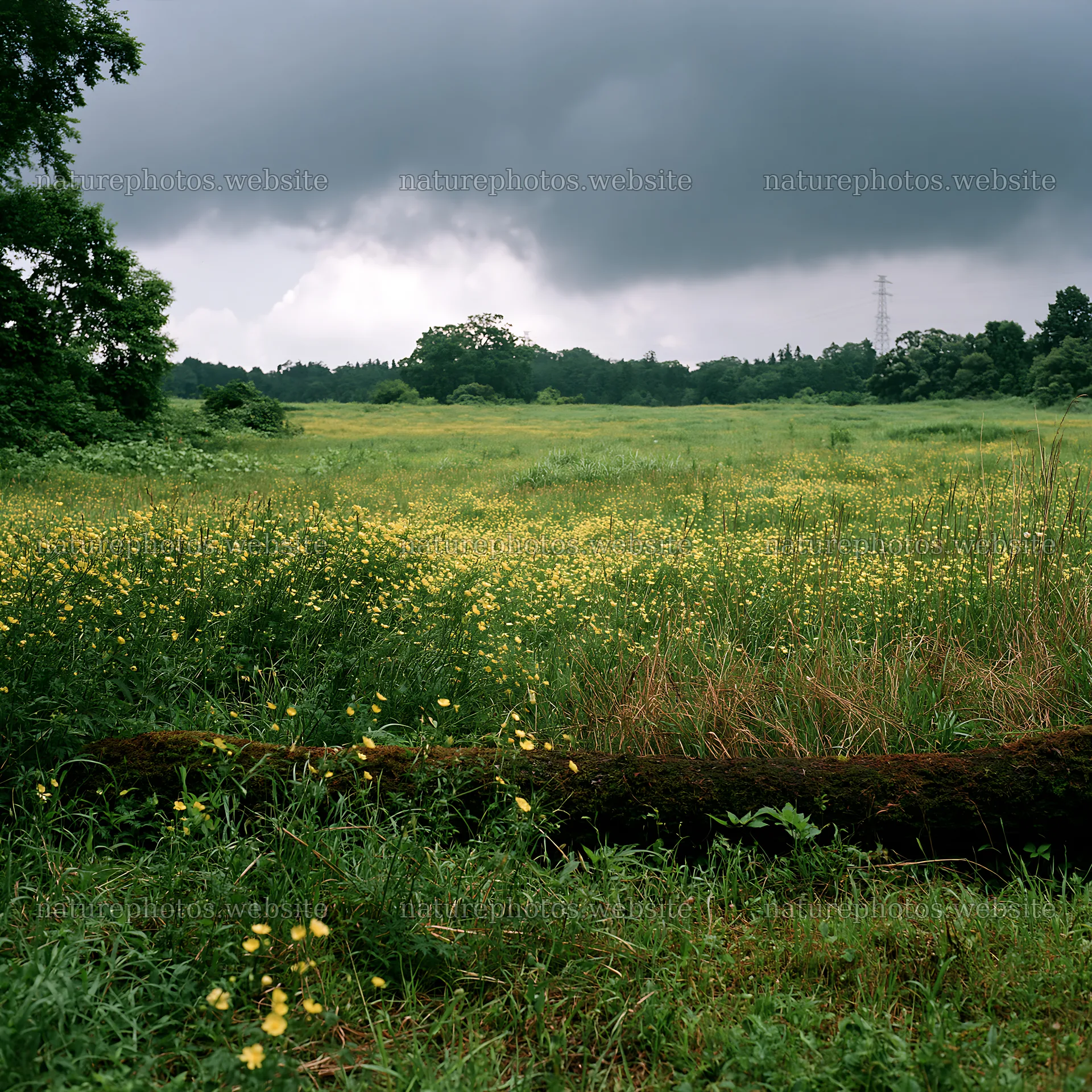 Gifu low-carbon meadow with mossy log and cloudy sky – nature photos 7938x7938