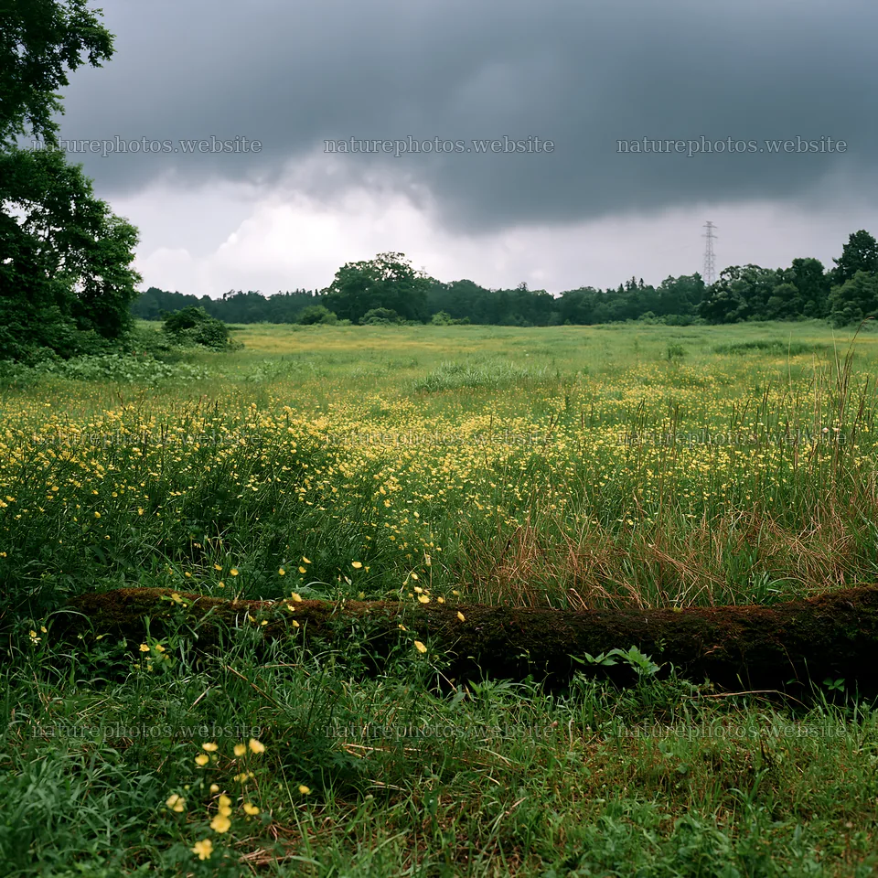 Gifu low-carbon meadow with mossy log and cloudy sky – nature photos 7938x7938