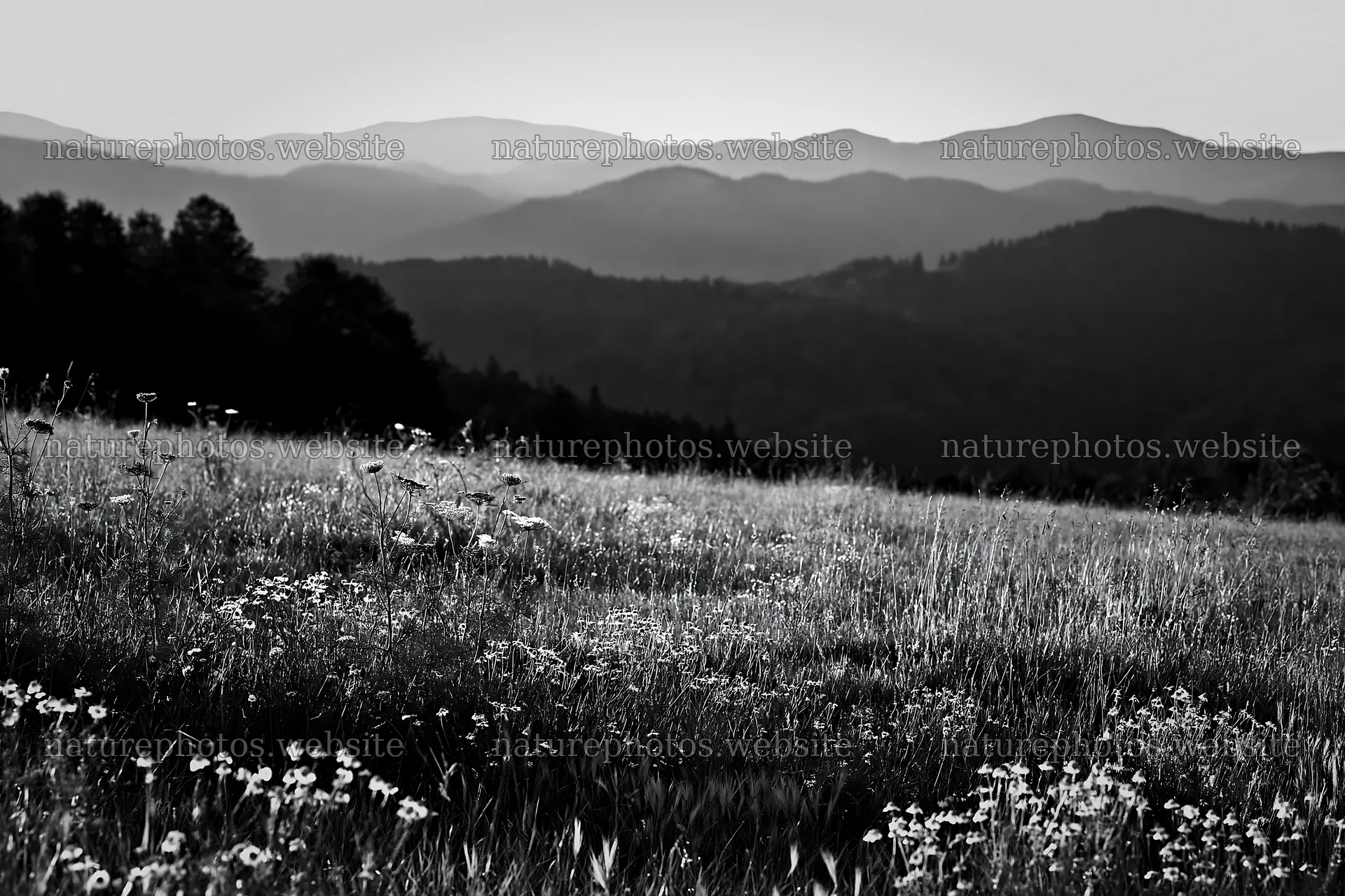 Chamomile meadow for wellness campaign – nature photos 9722x6480