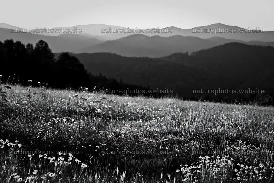 Chamomile meadow for wellness campaign – nature photos 9722x6480