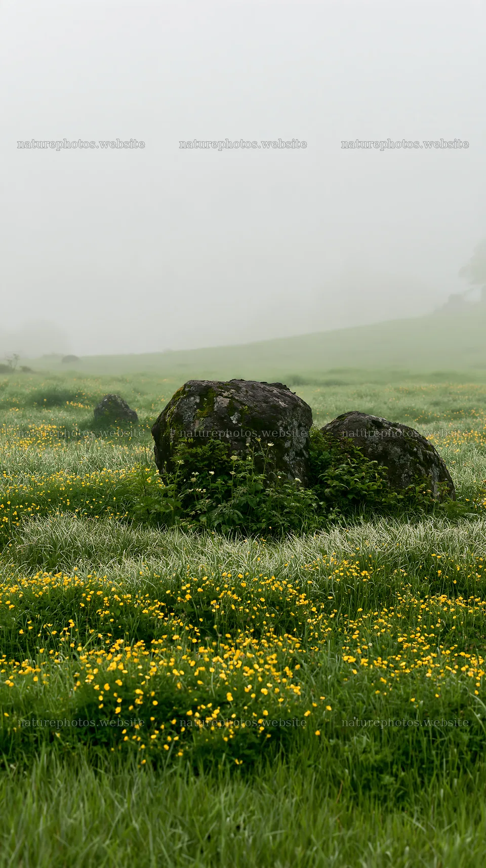 Highland meadow in Oita with granite stones and yellow flowers – nature photos 5938x10608