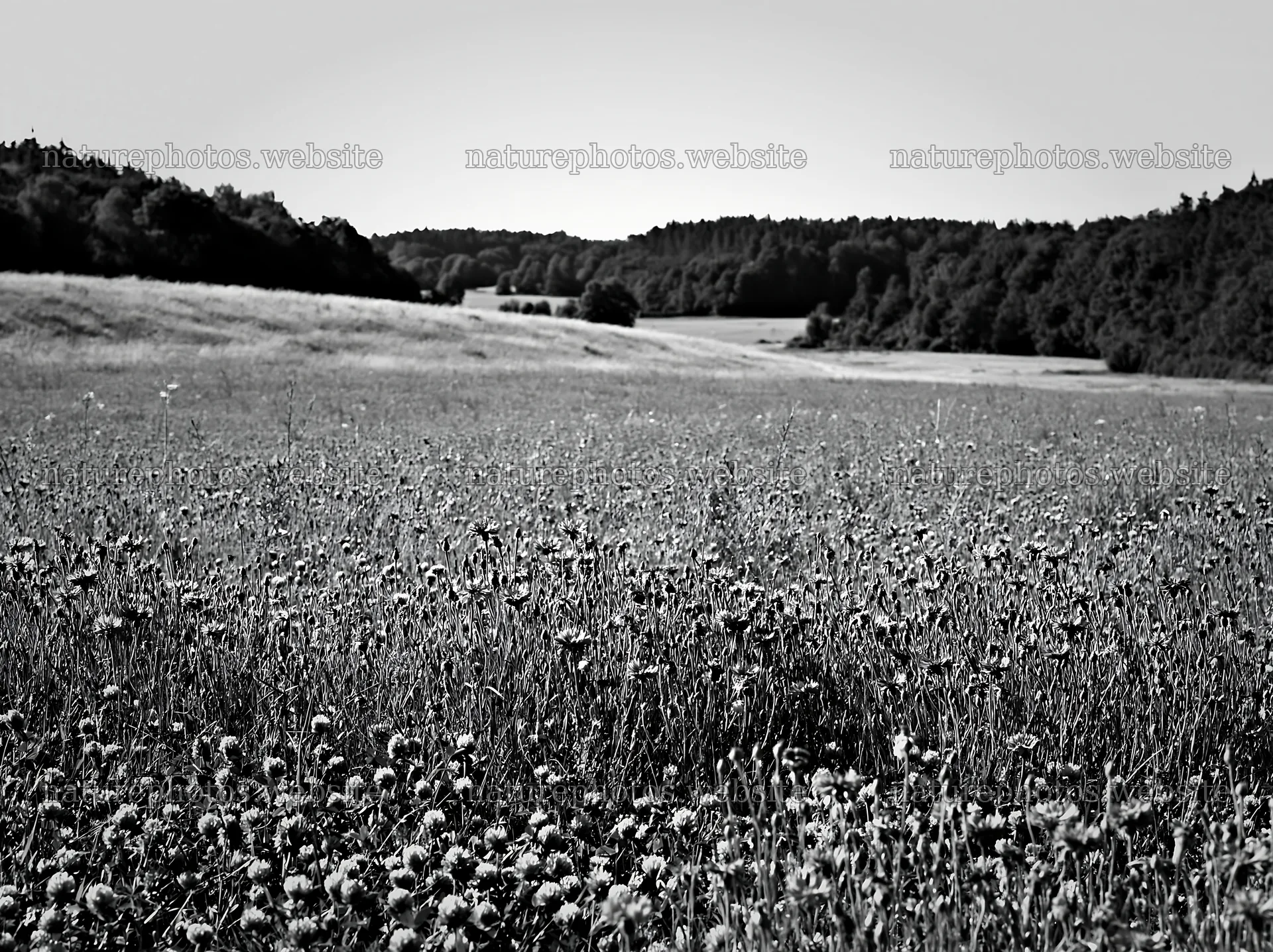 Clover cornflower meadow with distant forest and hills – nature photos 9174x6866