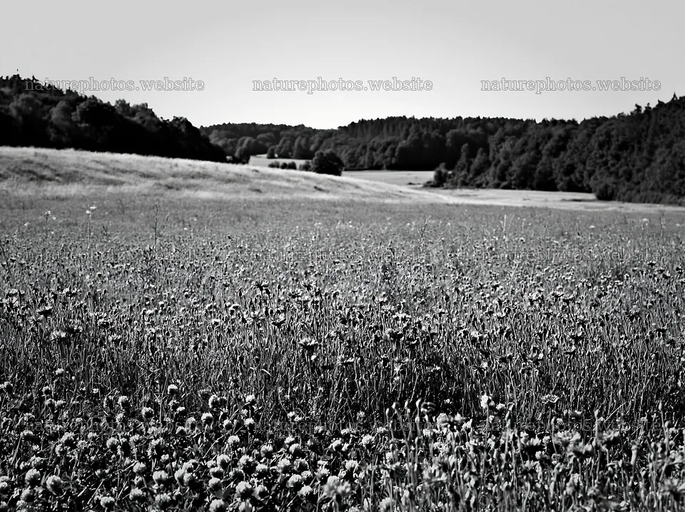 Clover cornflower meadow with distant forest and hills – nature photos 9174x6866