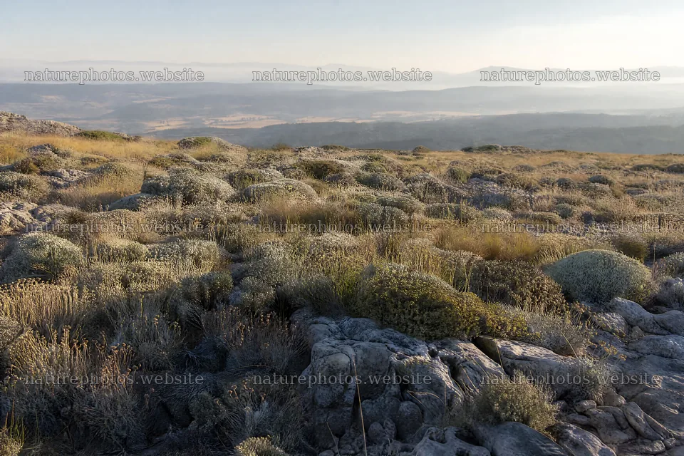 Drought-tolerant meadow with rocky terrain in open landscape – nature photos 9722x6480