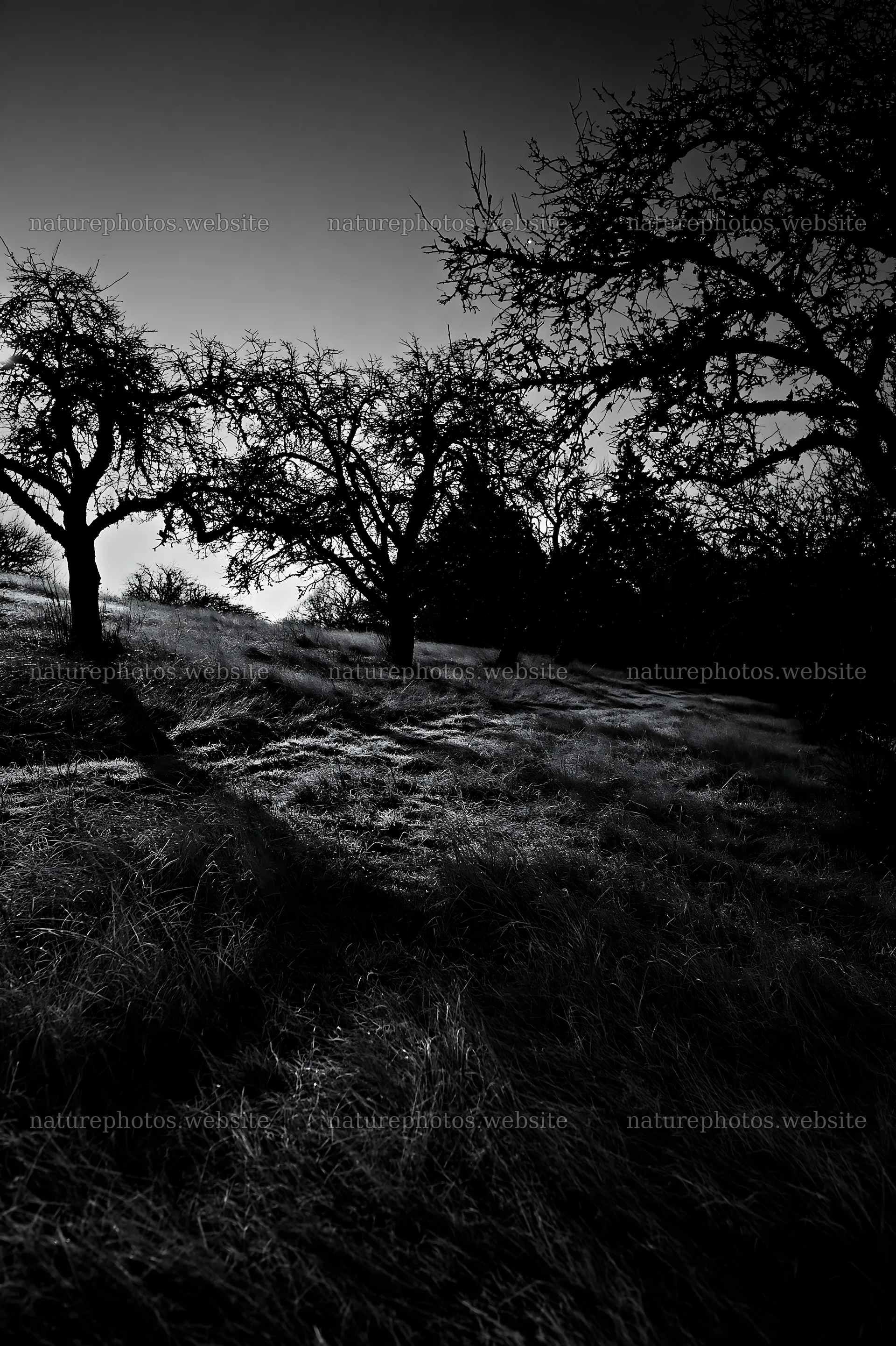 Moody orchard meadow with trees and shadows – nature photos 6480x9722