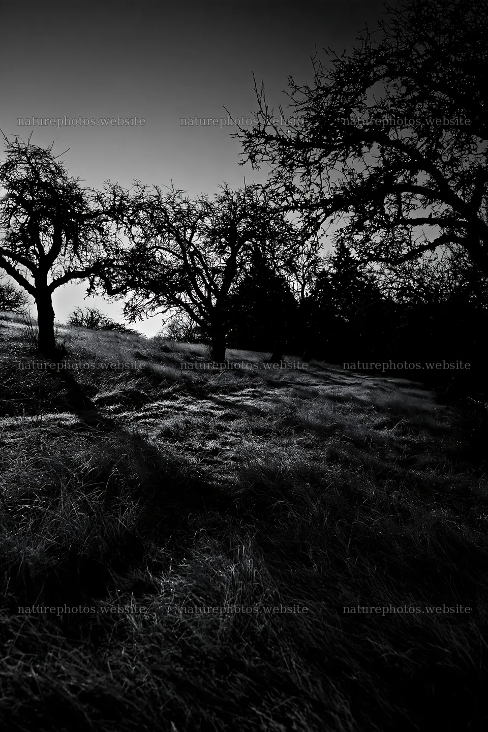 Moody orchard meadow with trees and shadows – nature photos 6480x9722