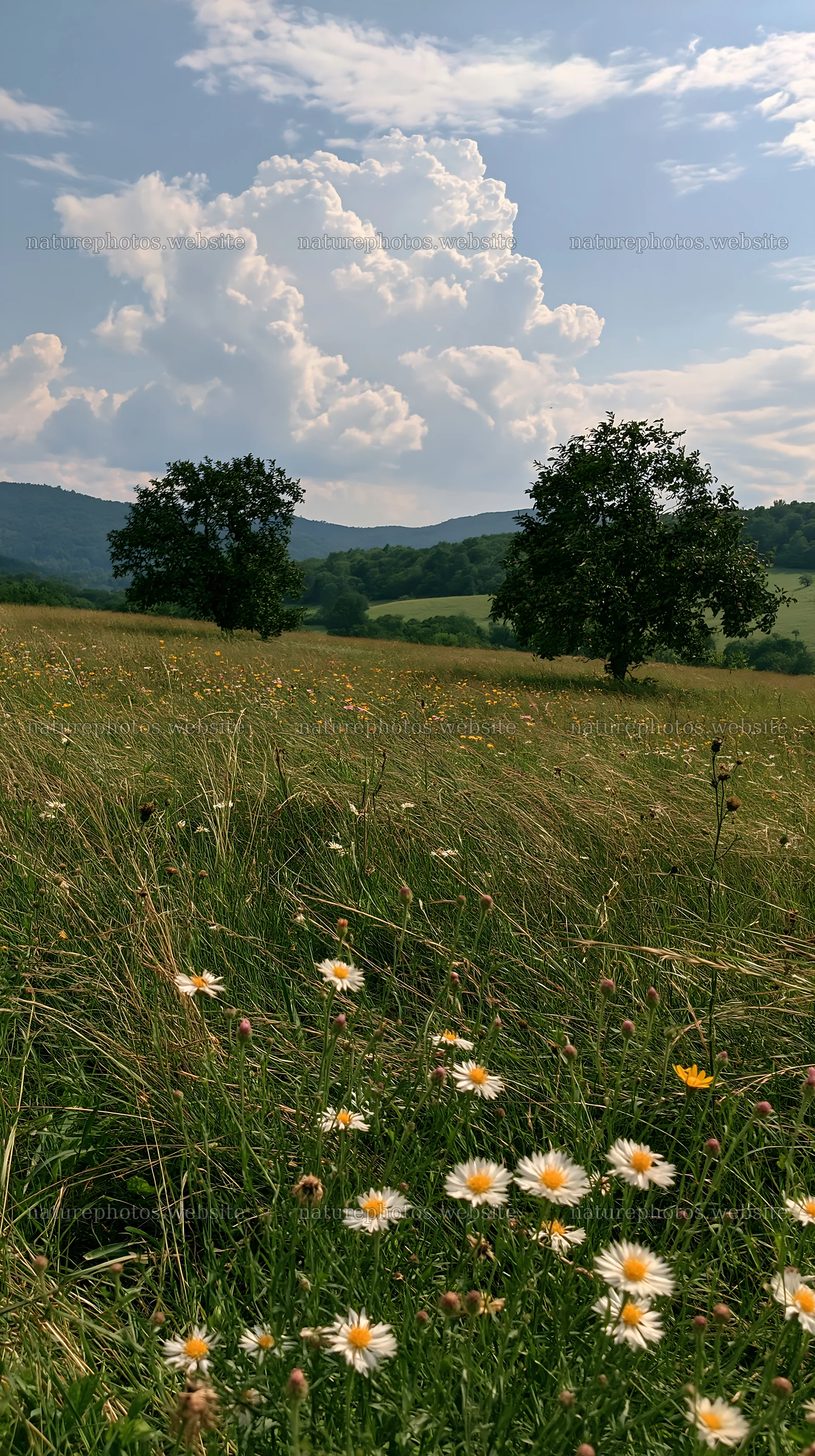 Valley apple meadow with blooming flowers and distant hills – nature photos 5938x10608