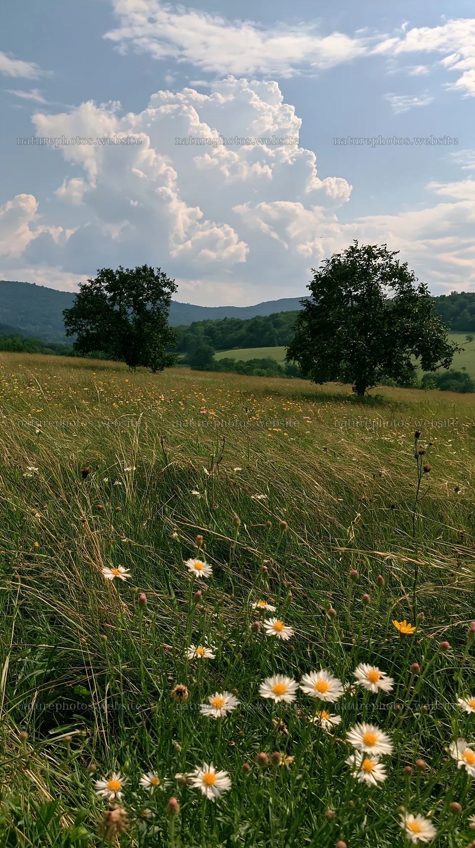 Valley apple meadow with blooming flowers and distant hills – nature photos 5938x10608