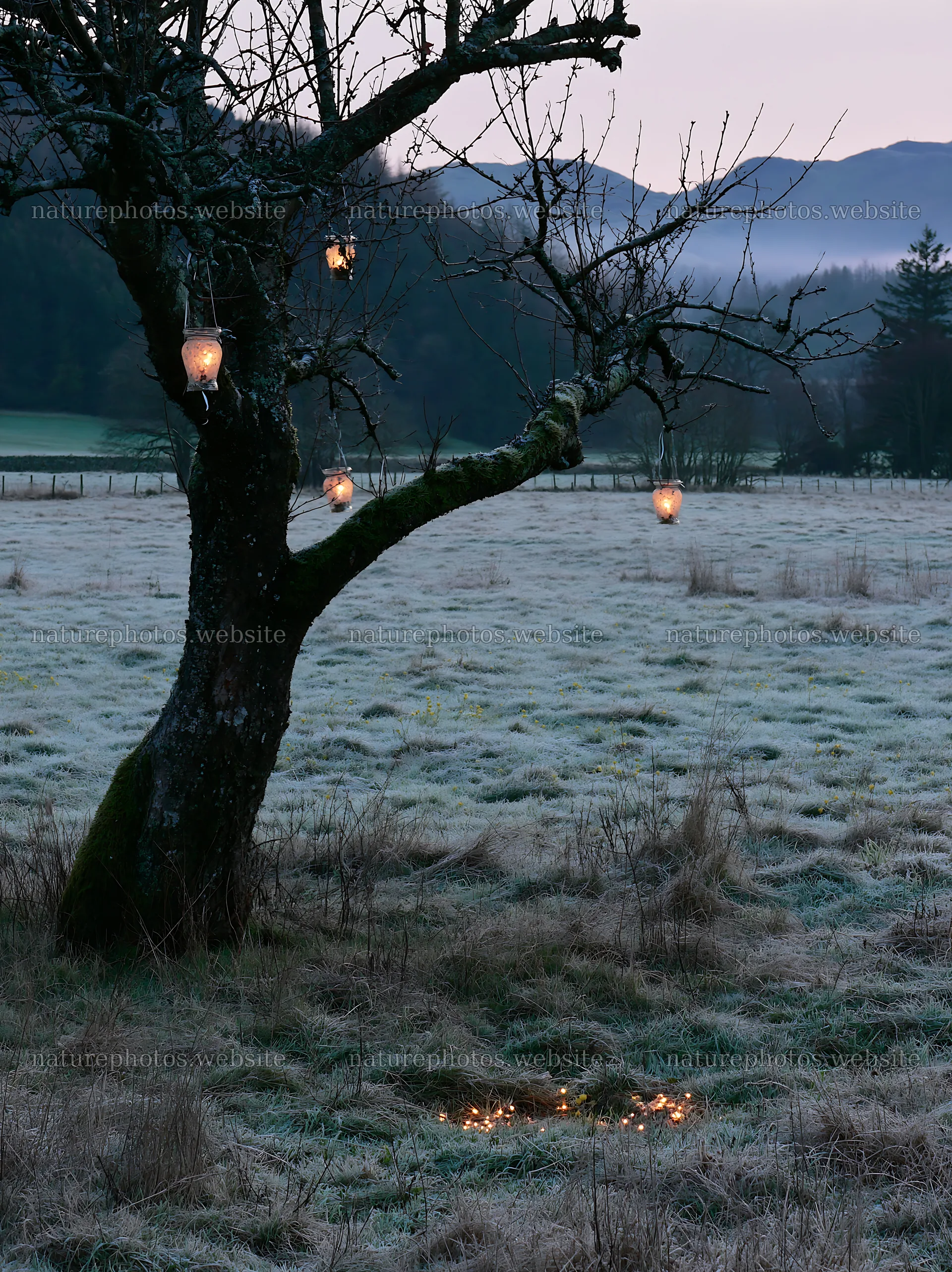 Lanterns hanging on apple tree in meadow at Lake District – nature photos 6866x9174
