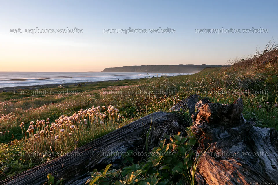 Chiba coastal meadow with driftwood under evening sky – nature photos 9722x6480