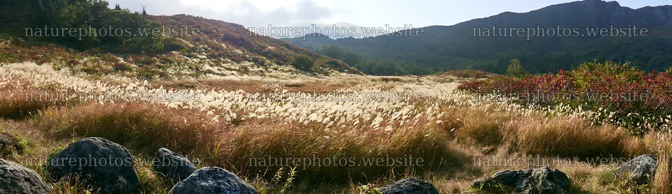 Rewilded Akita silver grass meadow stones create a natural scene – nature photos 14762x4268