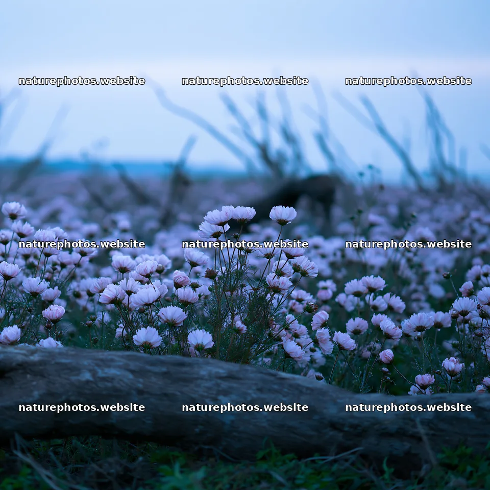 Chiba coastal climate meadow driftwood foreground at dusk – nature photos 7938x7938