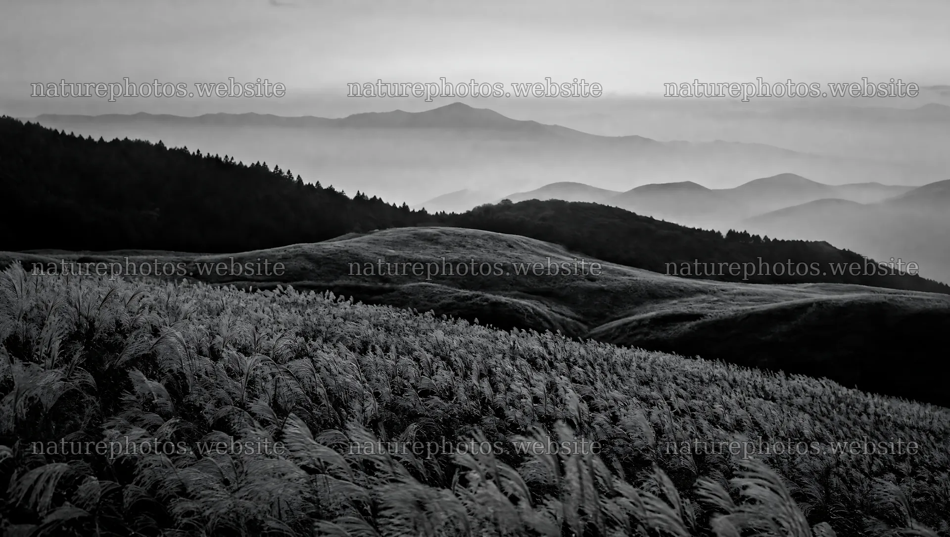Seedhead meadow with hills and mountains in the background – nature photos 10556x5968