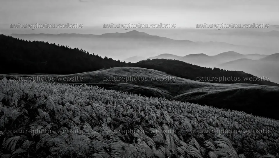 Seedhead meadow with hills and mountains in the background – nature photos 10556x5968