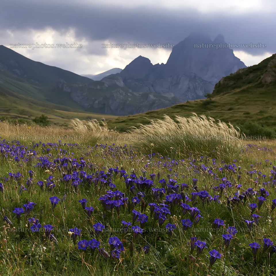 Meadow beneath crags with flowers and mountains in the distance – nature photos 7938x7938