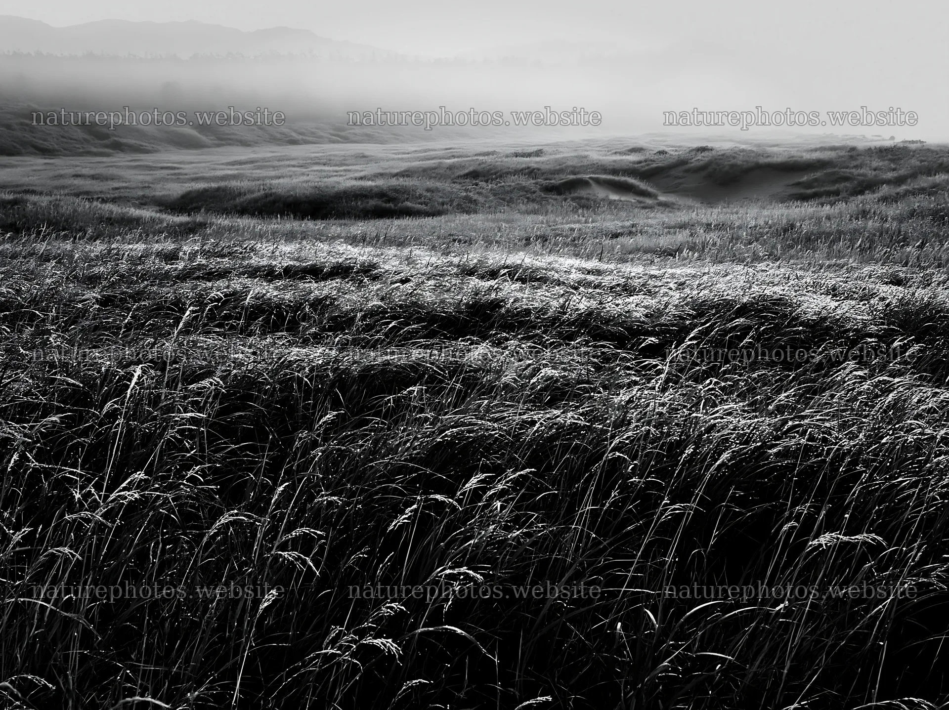 Tottori windy meadow with dune grasses in soft light – nature photos 9174x6866