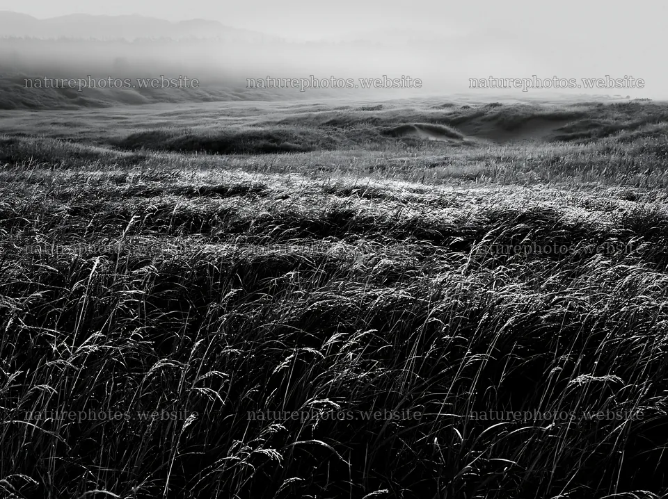 Tottori windy meadow with dune grasses in soft light – nature photos 9174x6866