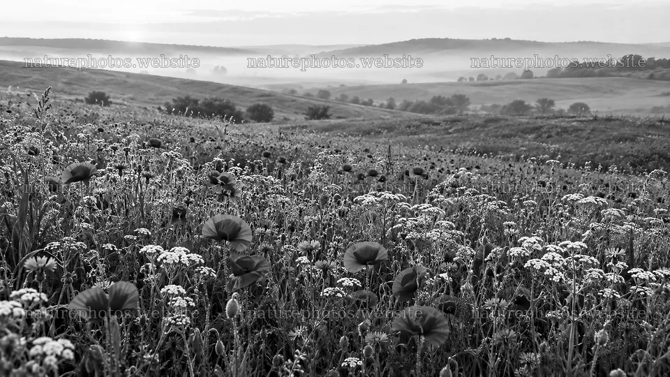 Monochrome Wildflower Meadow in Morning Mist – nature photos 10324x5812