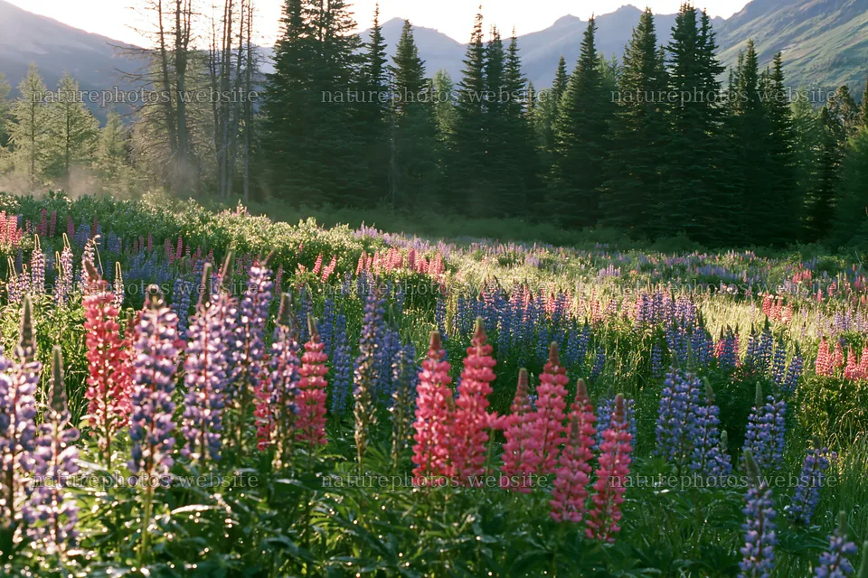 Colorful lupine meadow with mountains in the background – nature photos 9722x6480
