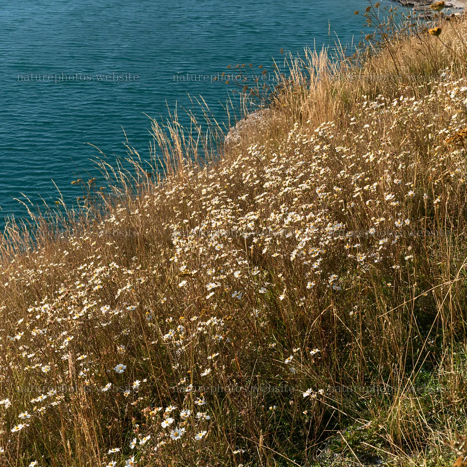 Sunlit lakeside meadow with wildflowers near blue water – nature photos 7938x7938