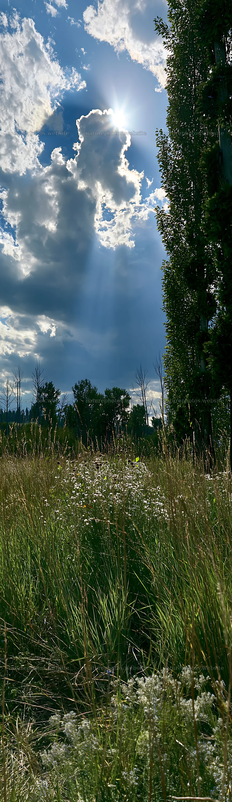 Christmas wreaths in meadow beneath clouds and rays – nature photos 4268x14762