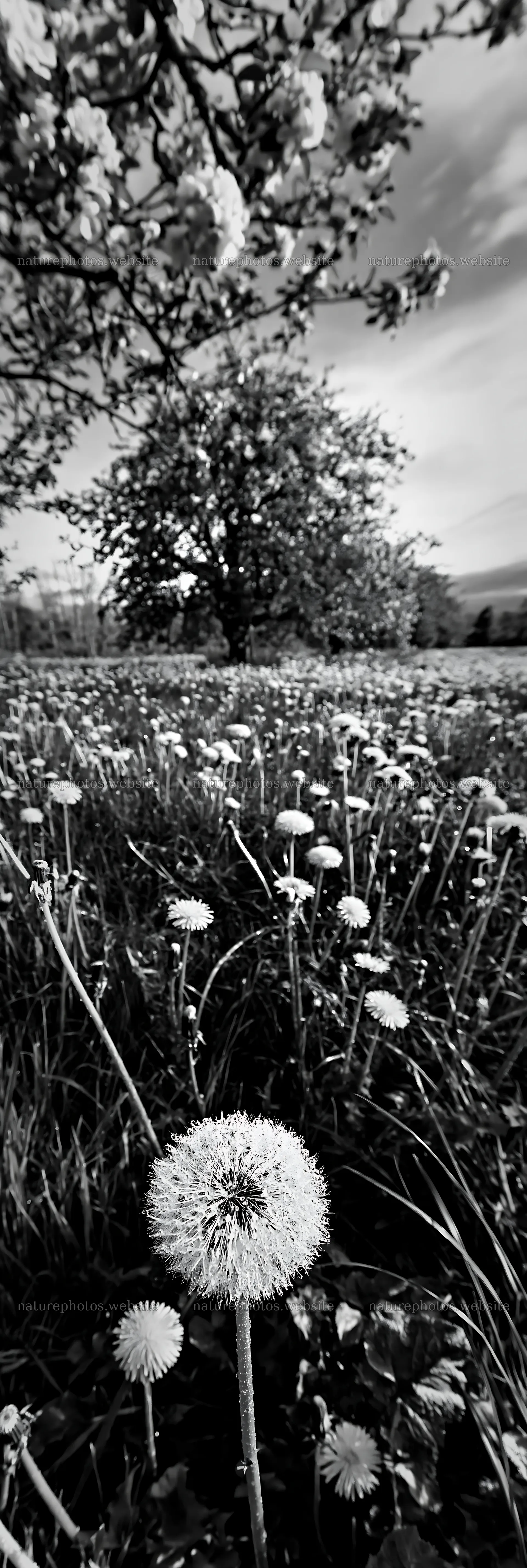 Dandelion meadow with apple tree in black and white – nature photos 4602x13690
