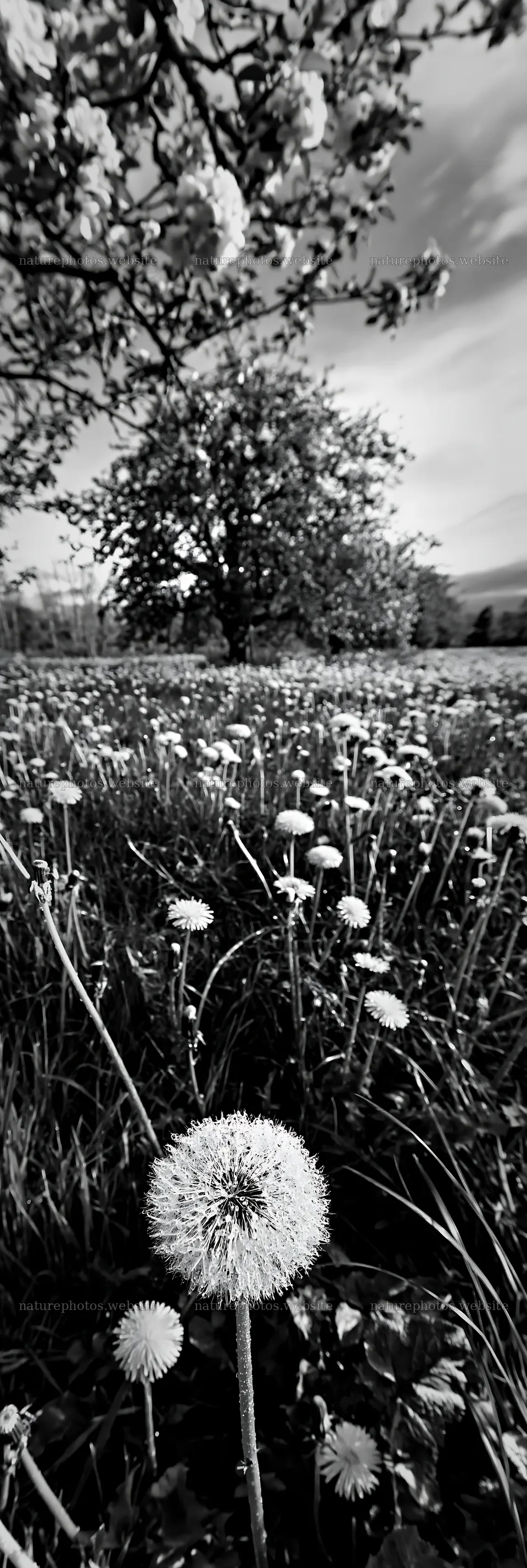 Dandelion meadow with apple tree in black and white – nature photos 4602x13690