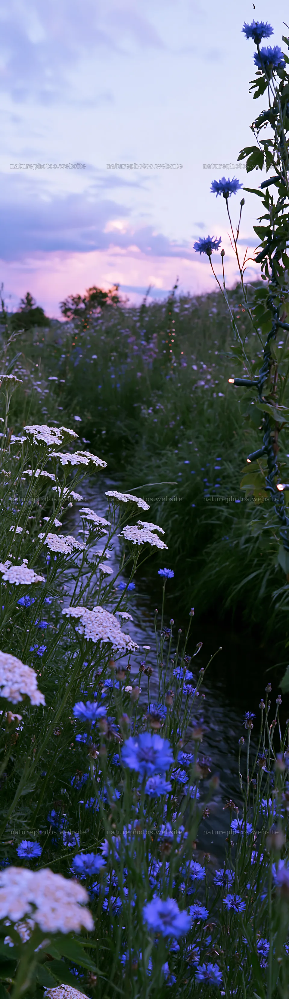 Christmas lights at dusk beside stream in meadow – nature photos 4268x14762