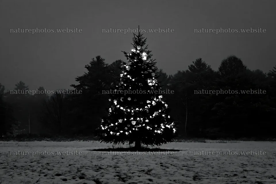 Decorated Christmas tree in snowy meadow at night – nature photos 9722x6480