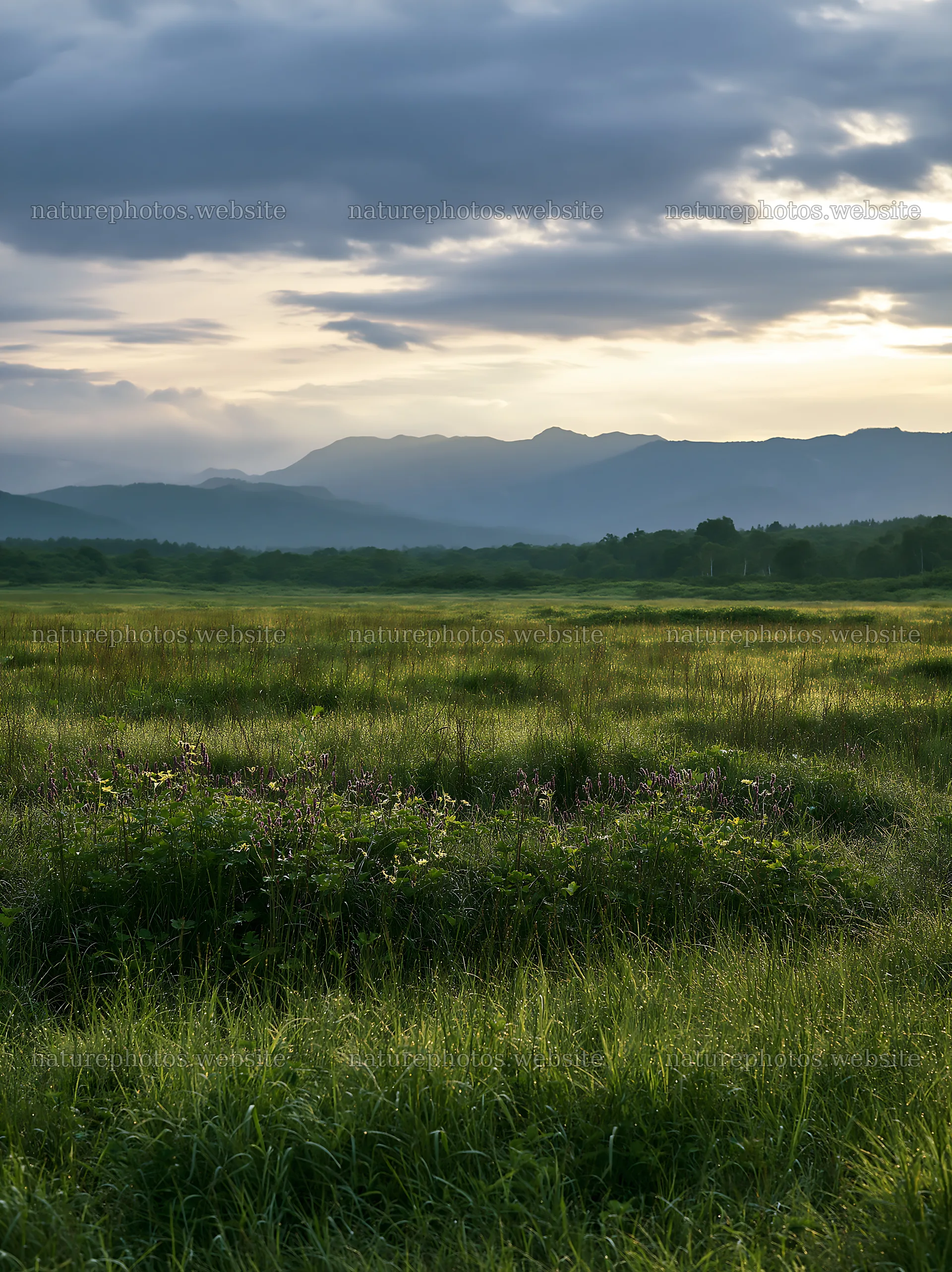 Expansive Hokkaido restoration meadow with dewdrops – nature photos 6866x9174
