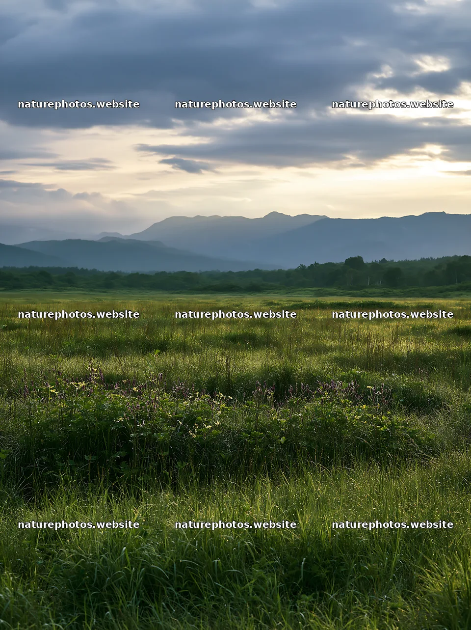Expansive Hokkaido restoration meadow with dewdrops – nature photos 6866x9174