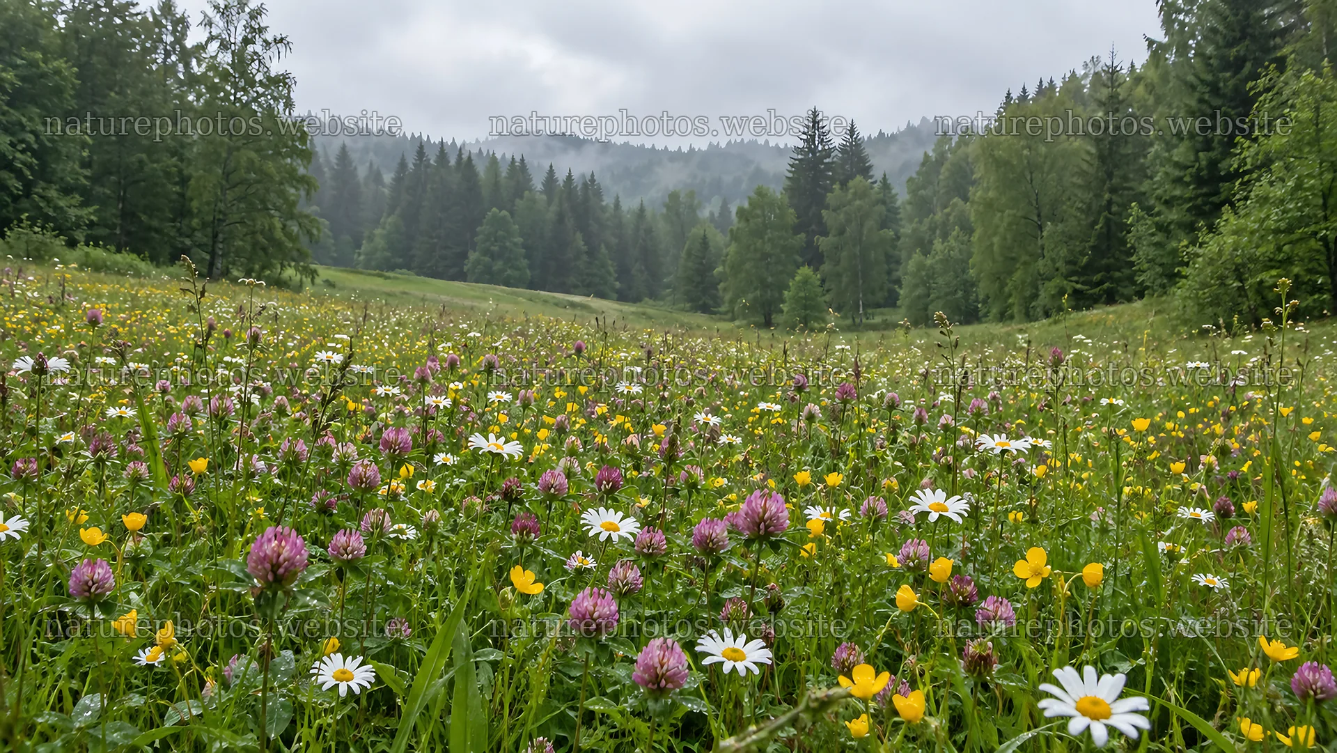 Wildflower Meadow in a Misty Forest Clearing – nature photos 10324x5812