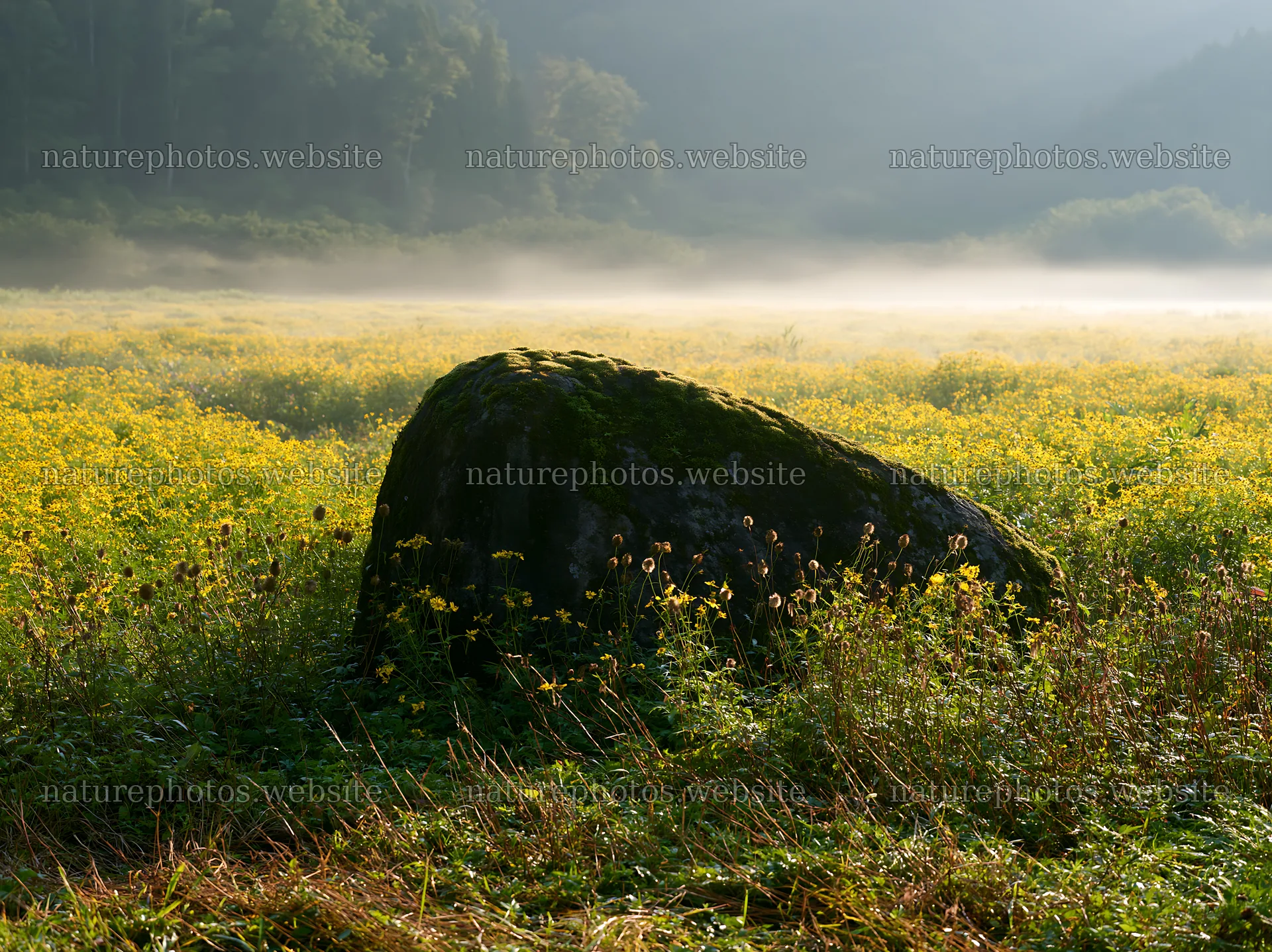 Moss covered stone in Shimane misty meadow – nature photos 9174x6866