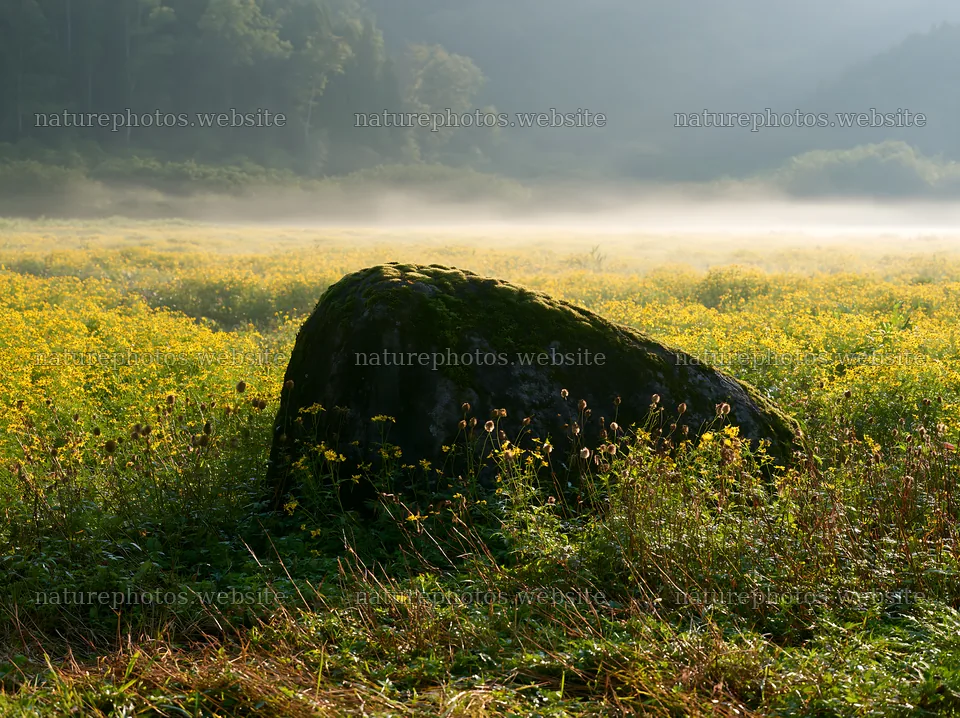 Moss covered stone in Shimane misty meadow – nature photos 9174x6866