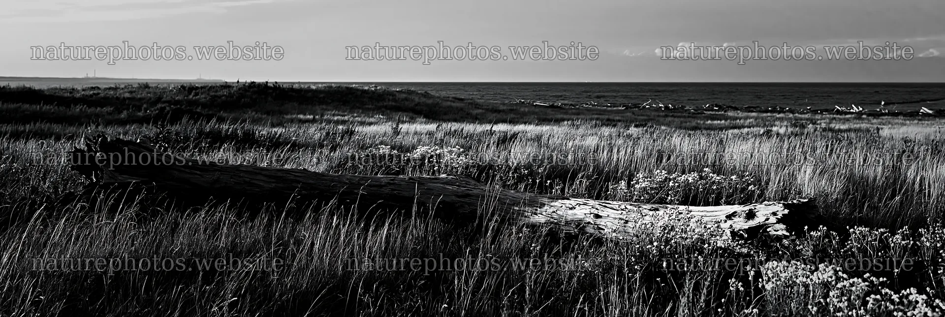 Chiba coastal meadow with driftwood in foreground – nature photos 13690x4602