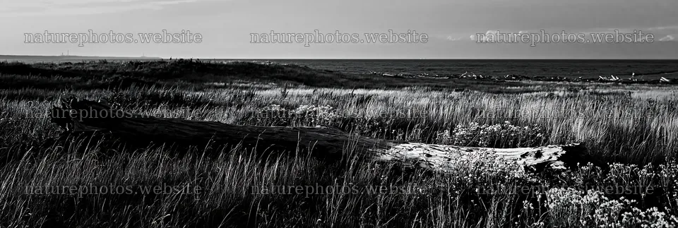 Chiba coastal meadow with driftwood in foreground – nature photos 13690x4602