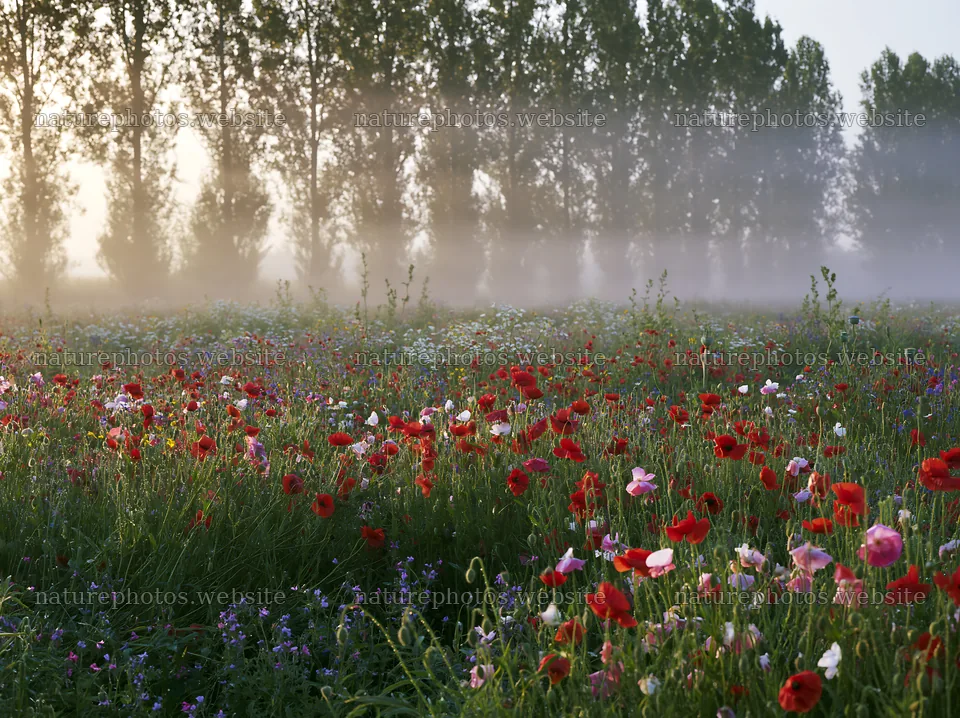 Colorful poppy meadow in early morning mist – nature photos 9174x6866