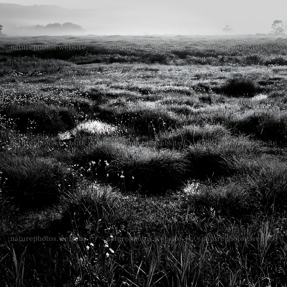 Dew-covered meadow in Niigata floodplain restoration area – nature photos 7938x7938
