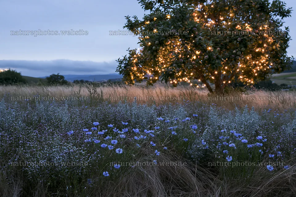 Apple tree with lights in meadow with wild thyme and blue flowers – nature photos 9722x6480
