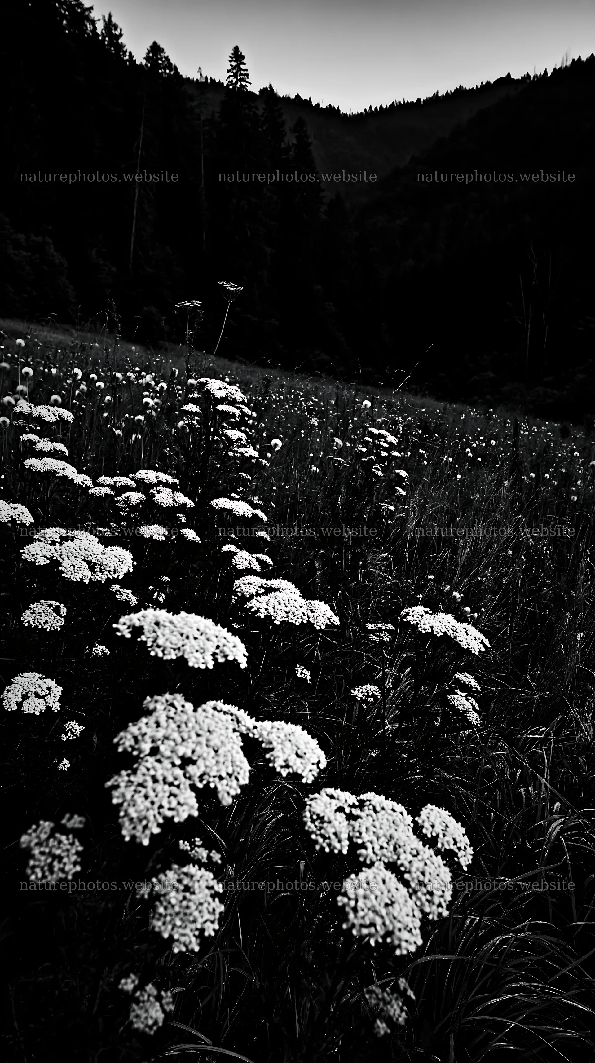 Meadow with white flowers in the Carpathian valley – nature photos 5938x10608
